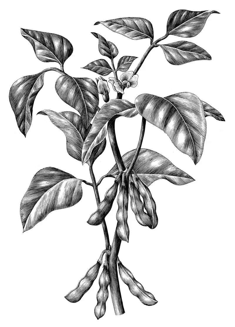 plant illustration beans