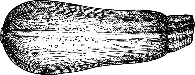 plant illustration squash