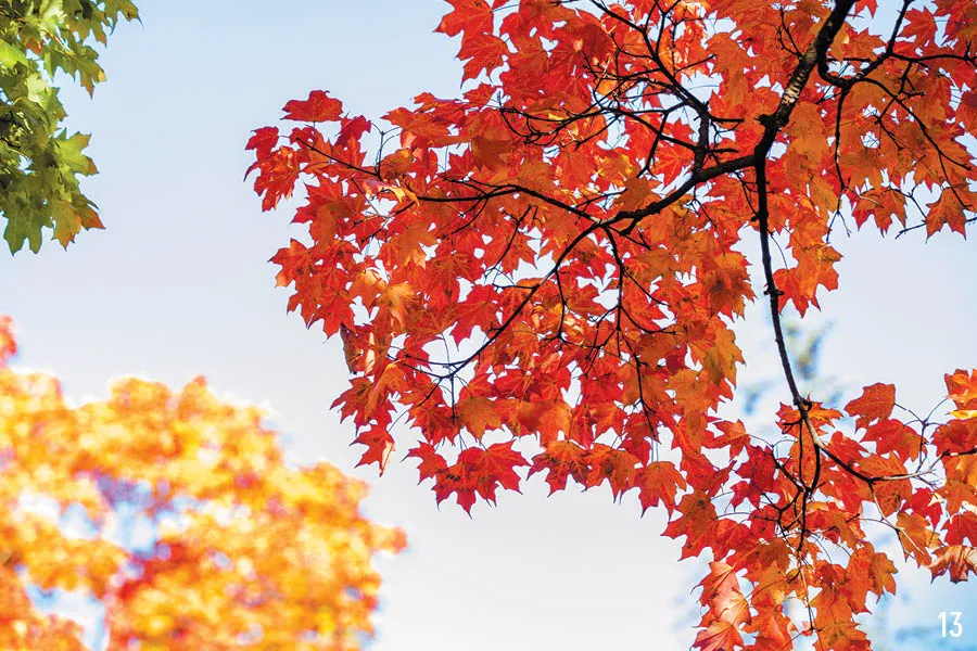 red maple leaves over head