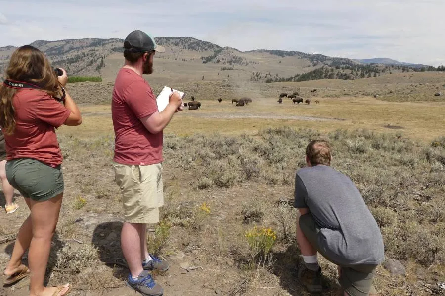 Katerina Krohn '17, Sam Donnelly '17, and Kevin Aughinbaugh '18 gather data on Yellowstone bison herds.