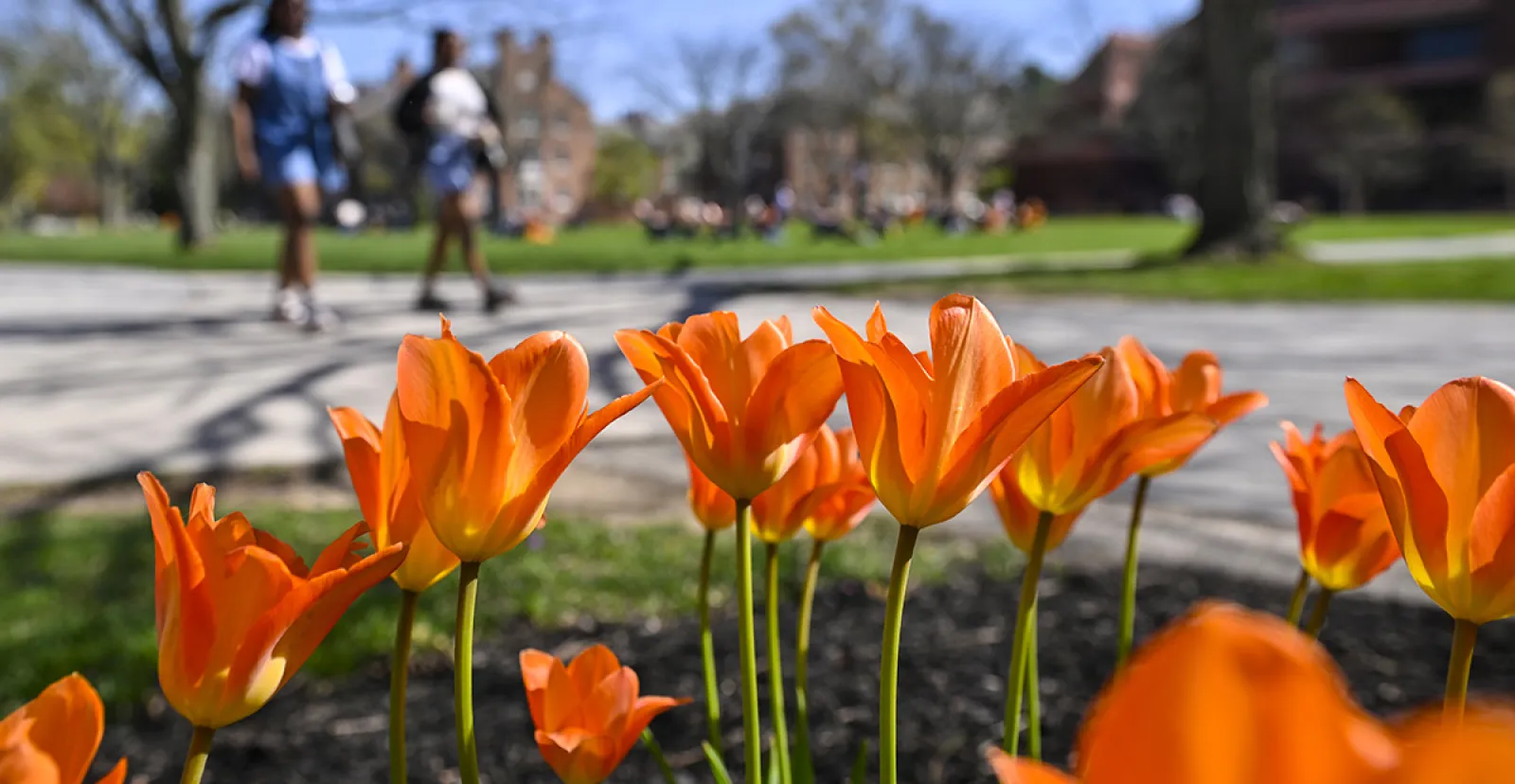 Orange flowers bloom 