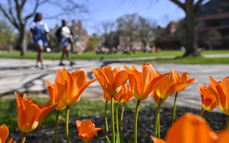 A photo of flowers